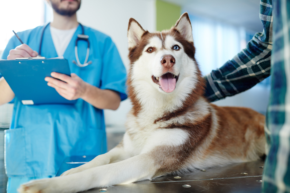 Husky dog getting a veterinary checkup.