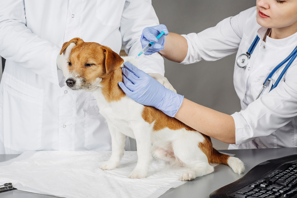 Pet Vaccinations from Your Veterinarian in West Des Moines